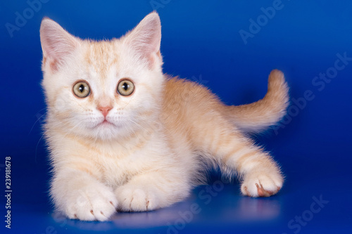 Light tabby British cat kitten on a blue background