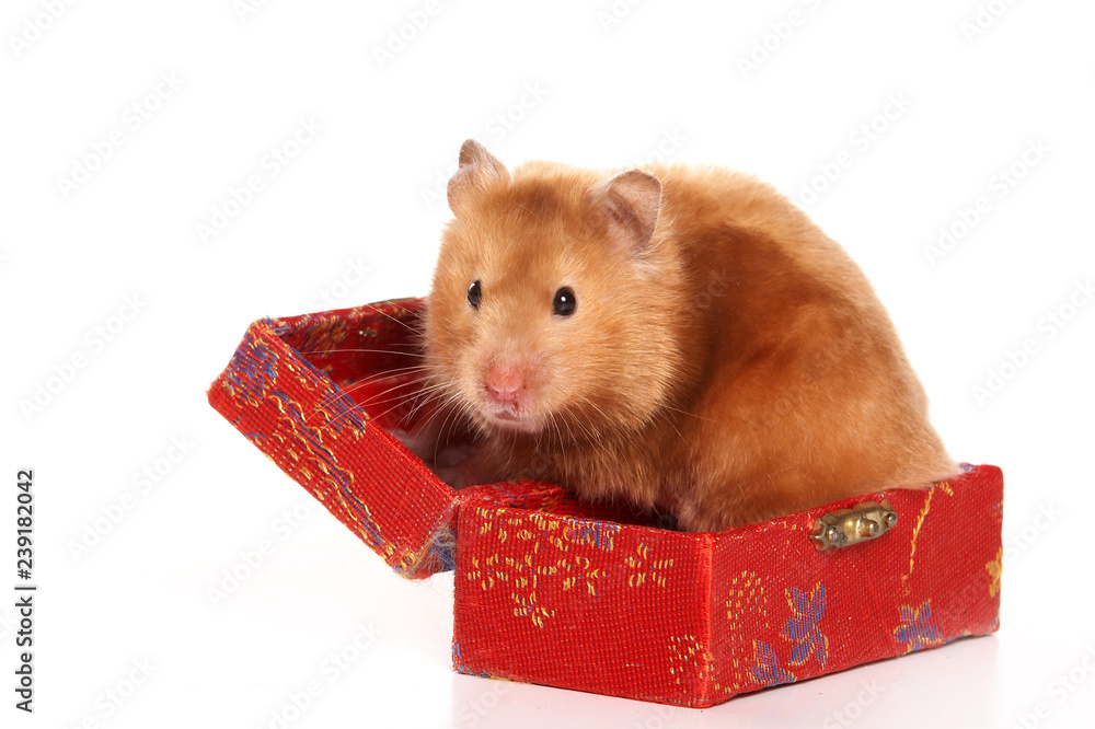 Fancy kjole Afgang til vagabond red hamster in a box (isolated on white) Stock-foto | Adobe Stock