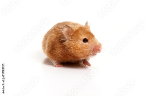 Red hamster (isolated on white)