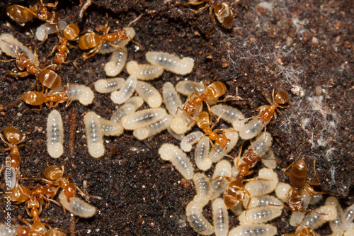 Lasius flavus et couvain fourmis myrmecology ant