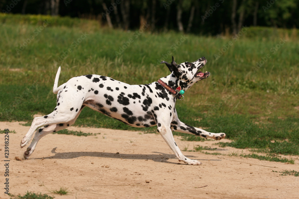 Dalmatian dog runs and plays with in the grass