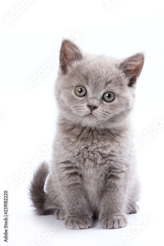 Fototapeta Gray British cat kitten (isolated on white)