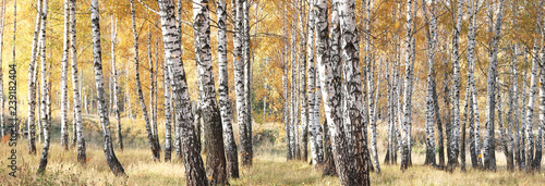 Obraz piękna scena z brzozami w jesiennym lesie w październiku wśród innych brzóz w gaju brzozowym
