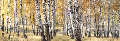 Fototapeta samoprzylepna piękna scena z brzozami w jesiennym lesie w październiku wśród innych brzóz w gaju brzozowym