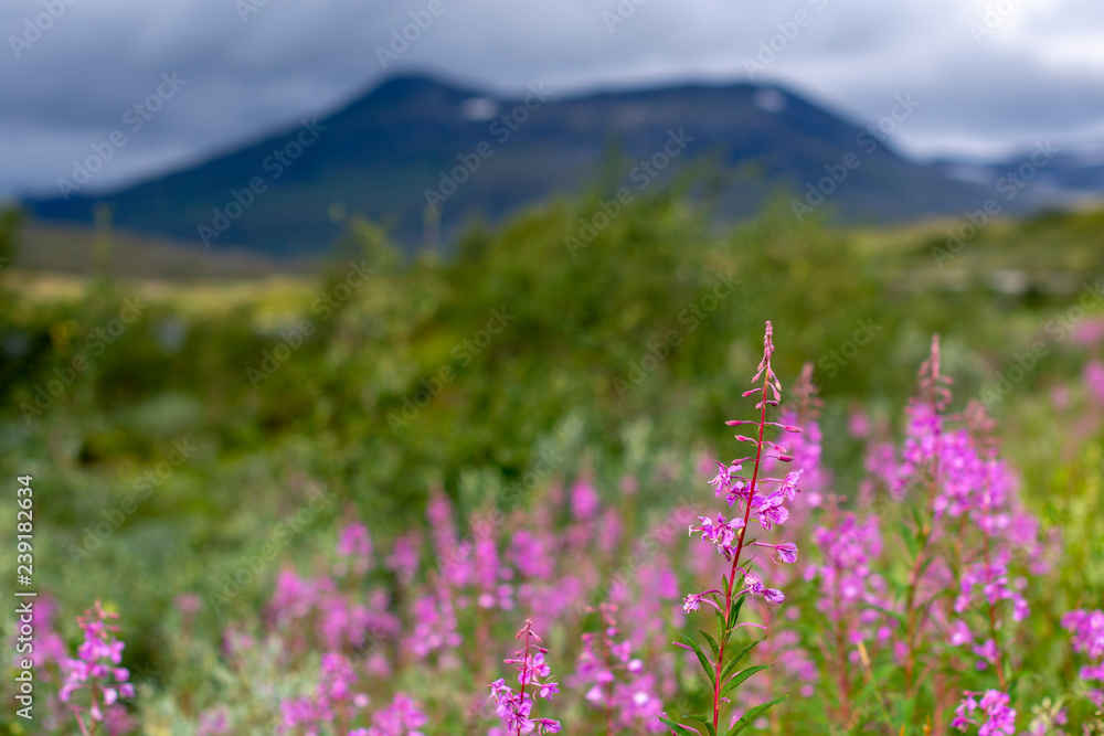 Fireweed or willowherb in front with mountain in background.