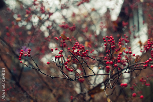 red berries on a bush in a garden in winter