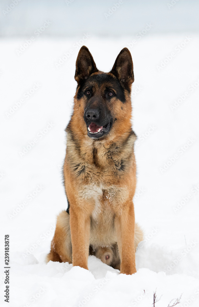 german shepherd dog in winter