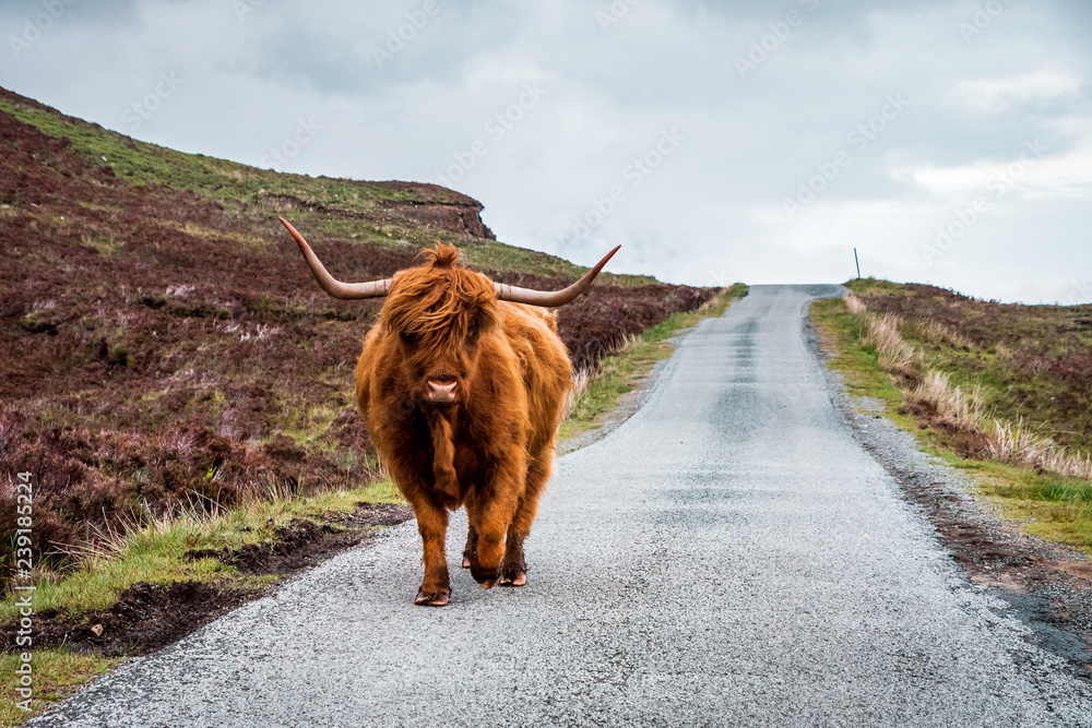 Scottish Highland Cattle bull with big horns stands on a street in Scottish Highlands, Scotland, Great Britain