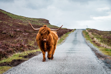 Fototapete Büro  Scottish Highland Cattle bull with big horns stands on a street in Scottish Highlands, Scotland, Great Britain  © Thomas Jastram