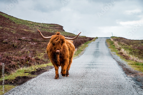 Obraz na płótnie Scottish Highland Cattle bull with big horns stands on a street in Scottish Highlands, Scotland, Great Britain w salonie