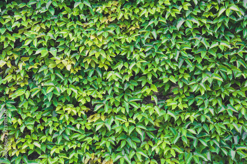 vertical garden  green leaves wall texture  natural green leaf climbing plant covered concrete wall background  eco friendly concept