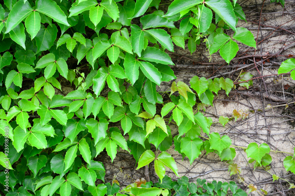 spring time, green color leaves wall texture, natural green leaf and root covered concrete wall background, copy space, eco friendly concept spring time, green color leaves wall texture, natural green leaf and root covered concrete wall background, copy space, eco friendly concept