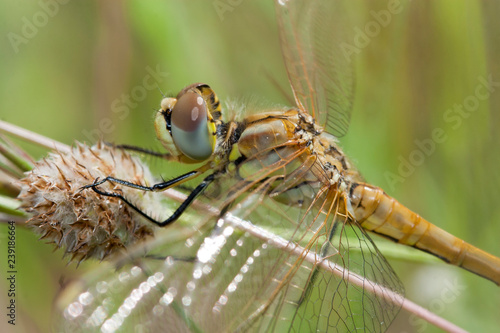 Libellule au repos photo