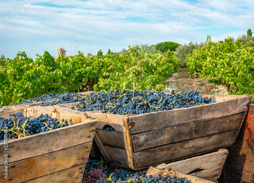 фотографія Grape Picking in the Rhone Valley