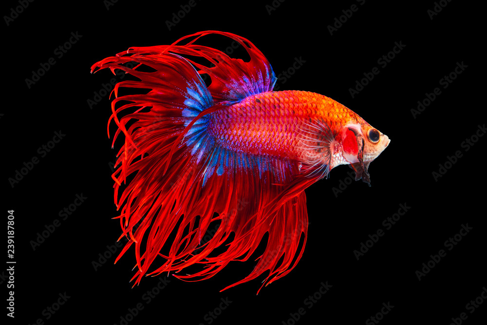 Obraz premium The moving moment beautiful of red siamese betta fish or splendens fighting fish in thailand on black background. Thailand called Pla-kad or crown tail fish.