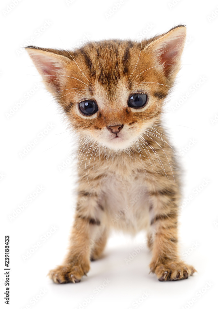 Obraz premium Mały brązowy kotek.