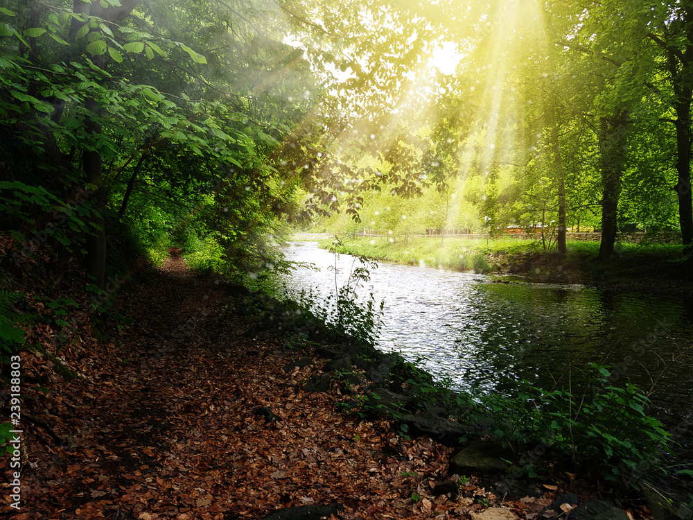 Obraz premium einsamer Waldweg am Fluss mit wärmenden Sonnenstrahlen im Herbst