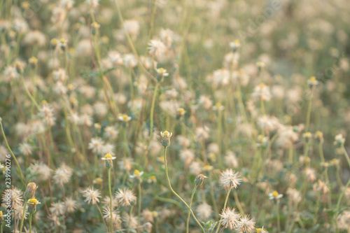 Blur flower of Coat buttons,Wild Daisy grass flowers against sunlight in field beside the way.Blur nature background. Little warm tone.