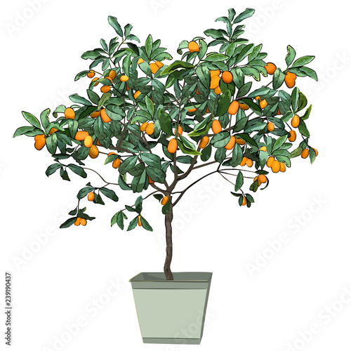 Tree a kumquat (Fortunella Swingle L.) with mature fruits, in a pot