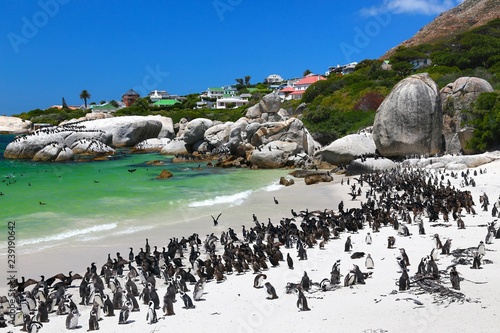African Penguins at Boulders Beach located in Simon's Town  Cape Town , South Africa
