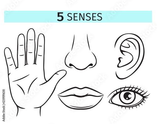 Five human senses