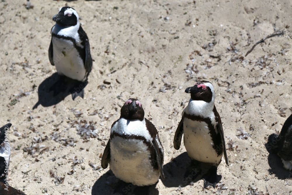 Fototapeta premium African Penguins at Boulders Beach located in Simon's Town Cape Town , South Africa