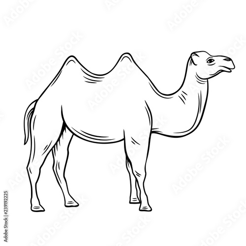 two-humped camel or bactrianus