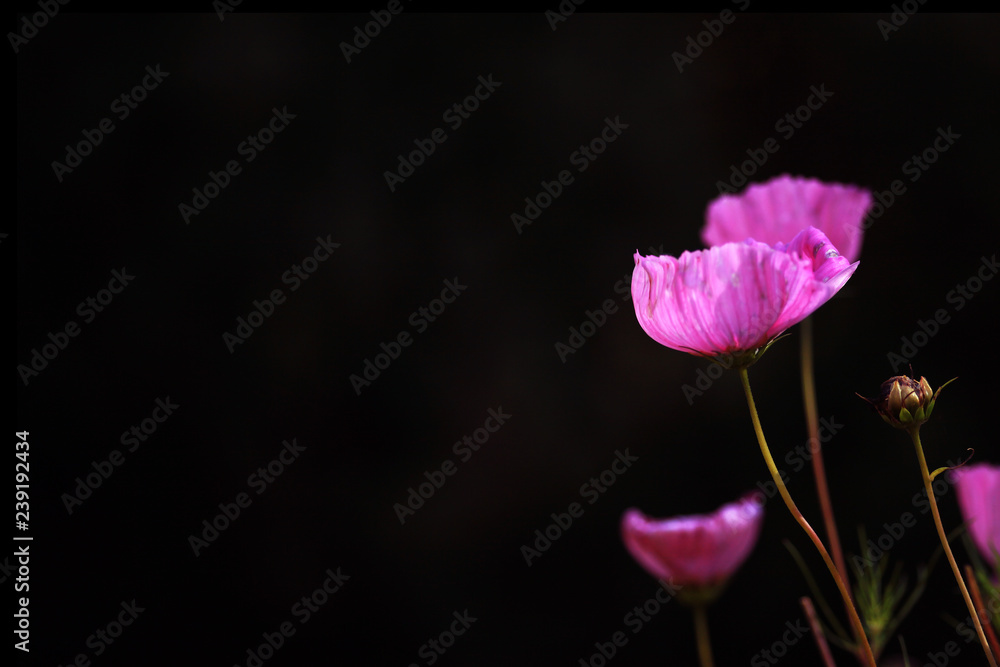 Blumen vor dunklem Hintergrund Blumen vor dunklem Hintergrund