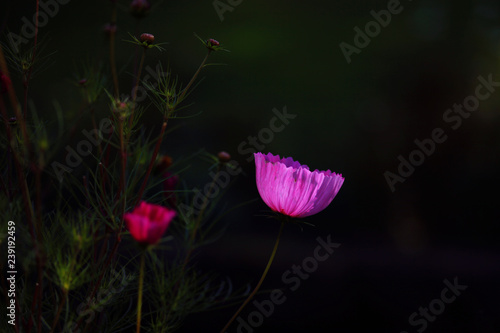 Blume vor dunklem Hintergrund 