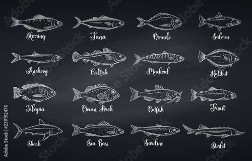 Set vector fish