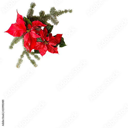 Poinsettia red flower with fir tree and snow on white background. Greetings Christmas card. Postcard. Christmastime. Red White and green.