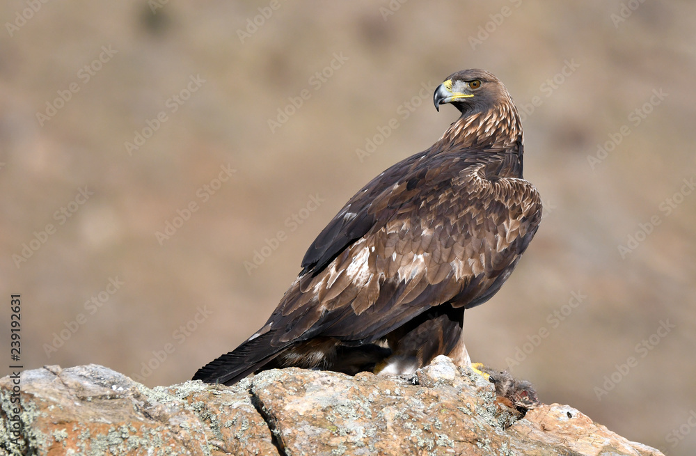 Fototapeta premium royal eagle on a stone