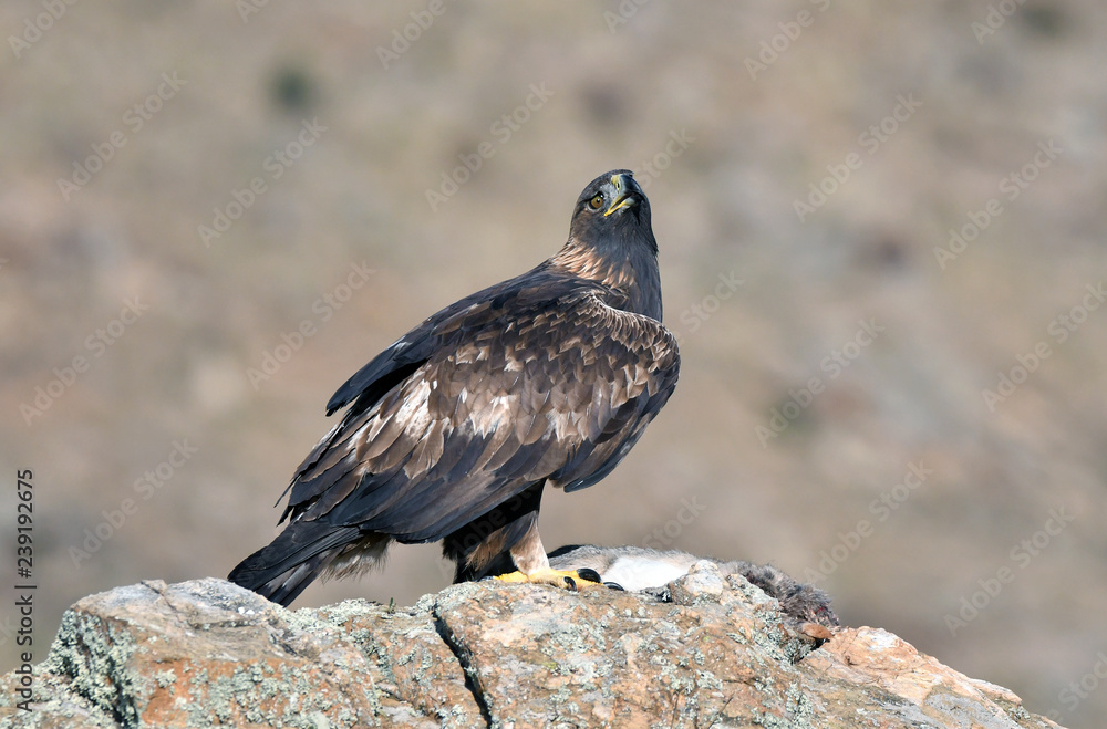 Fototapeta premium a female royal eagle on a stone
