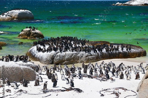 African Penguins at Boulders Beach located in Simon's Town  Cape Town , South Africa