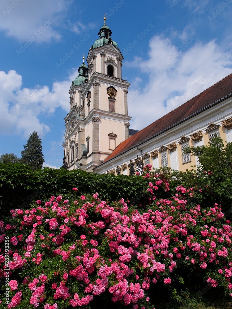 Blühende Rosen im Garten der Stiftskirche in       St. Florian