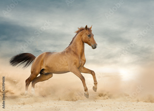 Beautiful wild stallion running on a wild