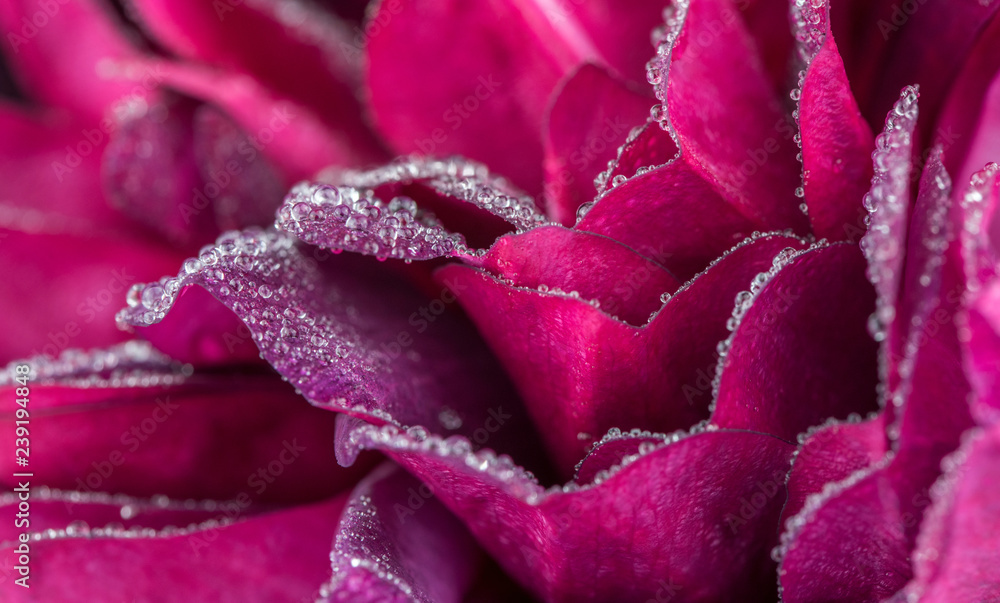Rose Petals Close up