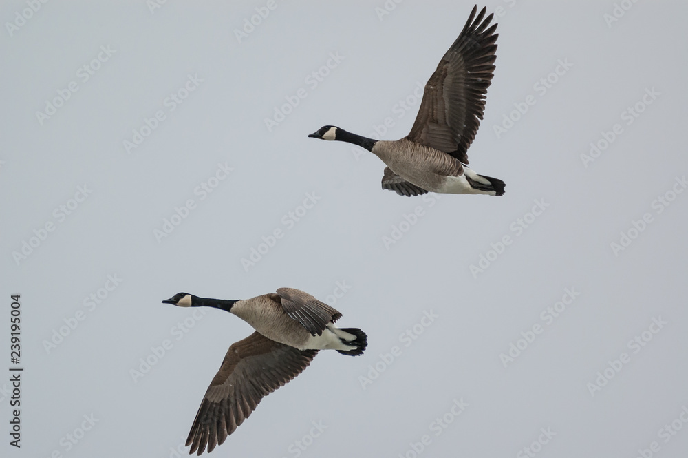 Obraz premium Two Canada Geese in Flight