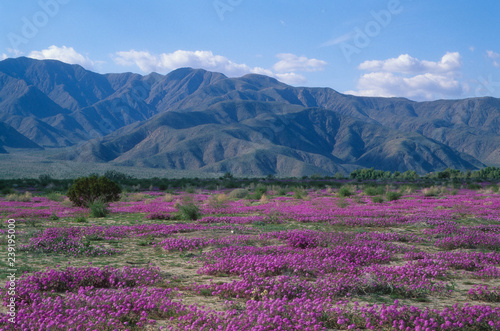 Purple Wildflowers in the Anza Borrego Desert California