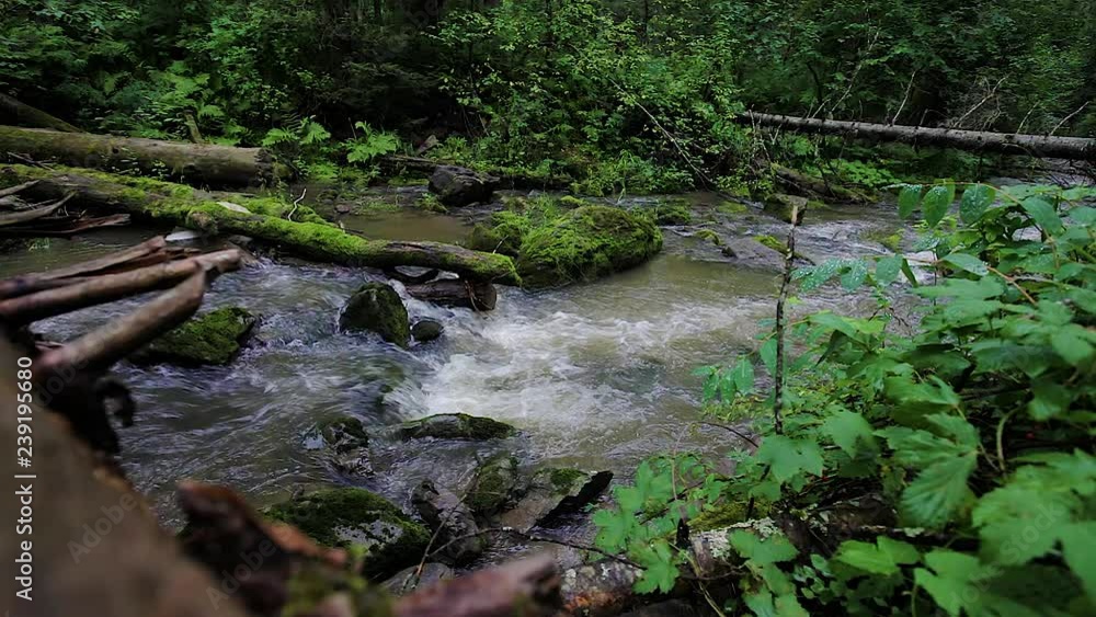 summer landscape mountain river among the rocks stones and grass on the shore. fallen trees overgrown with moss summer landscape mountain river among the rocks stones and grass on the shore. fallen trees overgrown with moss