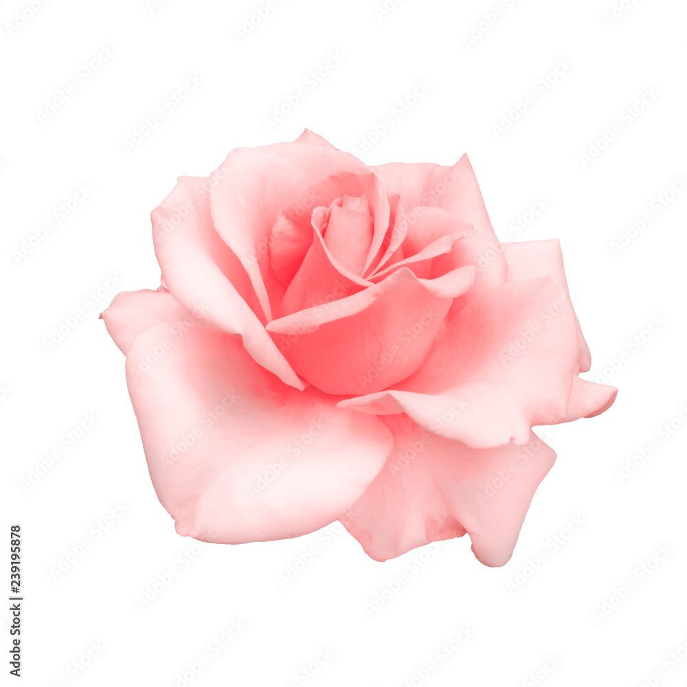 Obraz premium beautiful pink rose