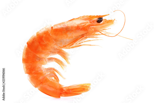 Shrimp on white background