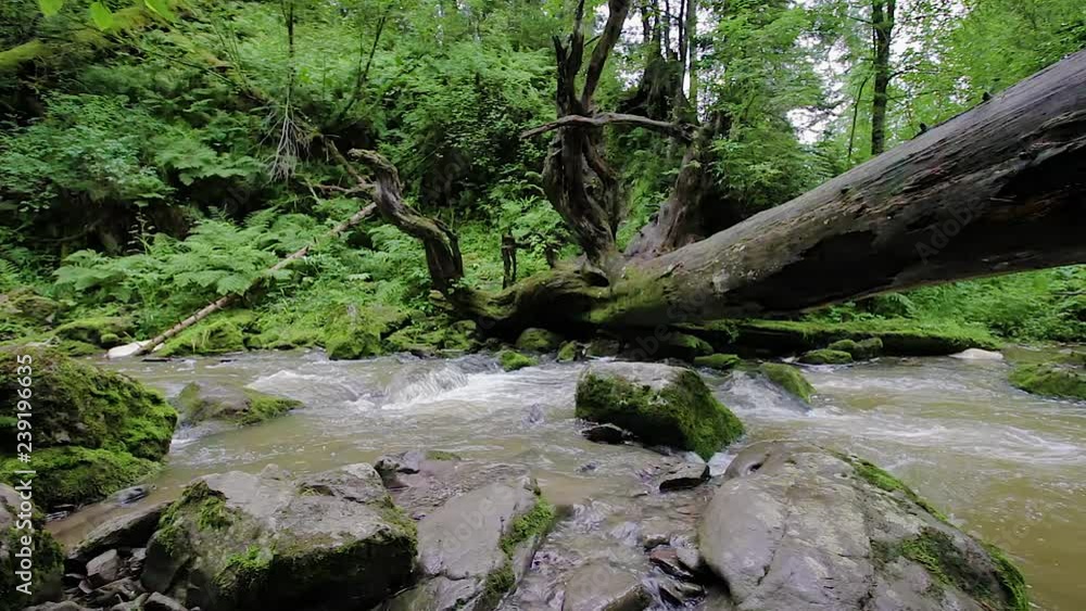 summer landscape mountain river among the rocks stones and grass on the shore. fallen trees overgrown with moss summer landscape mountain river among the rocks stones and grass on the shore. fallen trees overgrown with moss