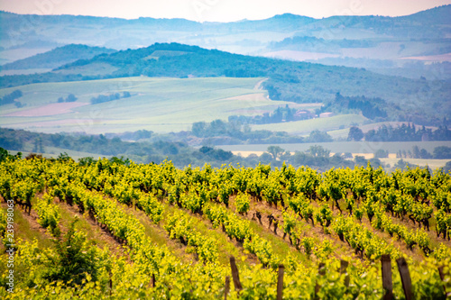 French vineyards photo