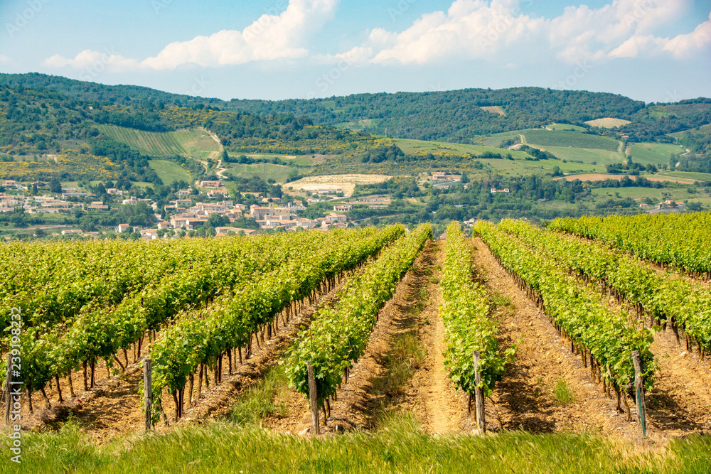 Vineyards in France