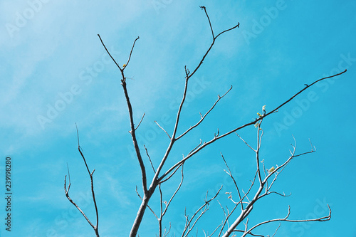 Tree branches without leaves on blue sky background.