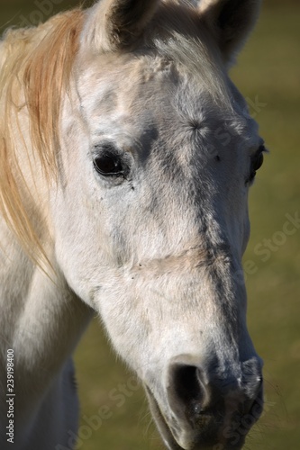 Closeup portrait of a white horse