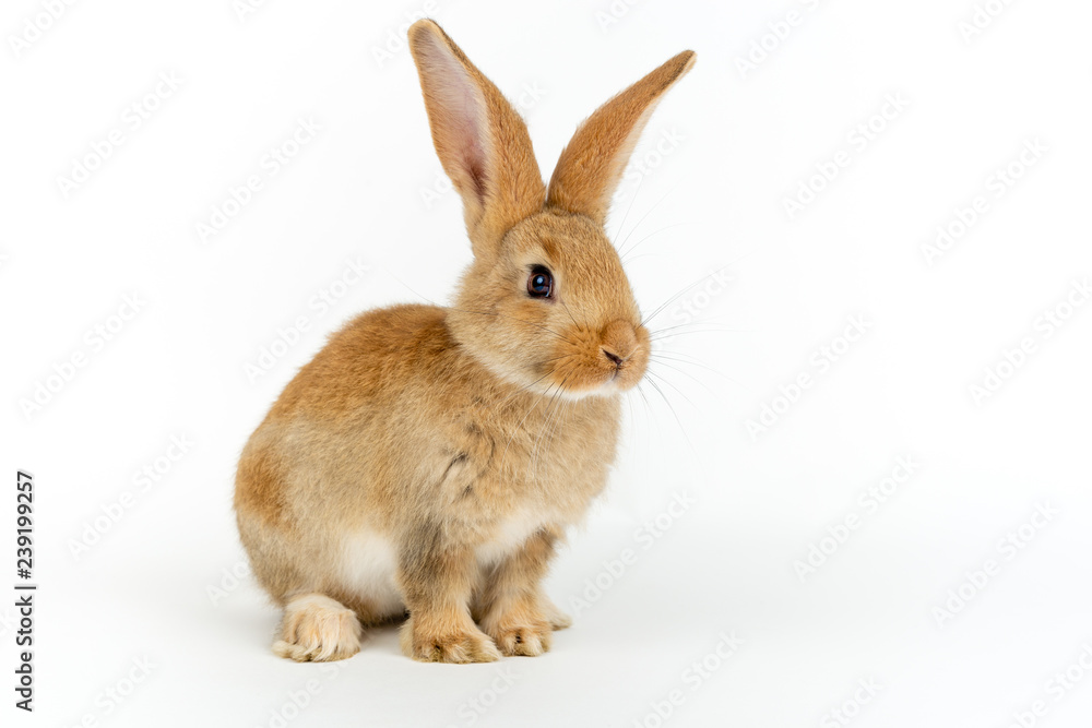 Baby 2024 giant rabbit