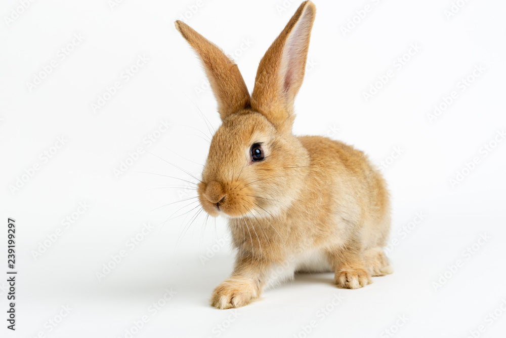 Cute young baby Flemish Giant rabbit, colour sand, isolated on white background.