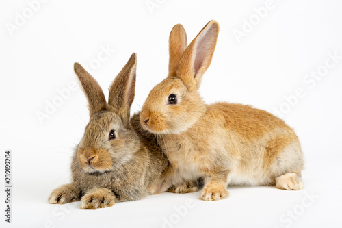 Cute pair of young baby Flemish Giant rabbits, natural grey and sandy colour, isolated on white background.